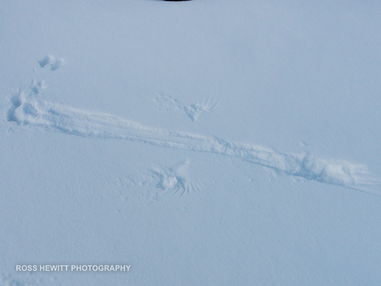 Lofoten Skiing Ross Hewitt Michelle Blaydon-92