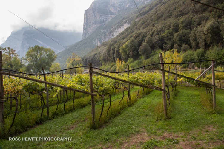 Sarche Ross Hewitt-7