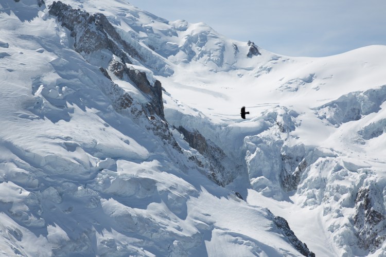 Choucas Aiguille du Midi