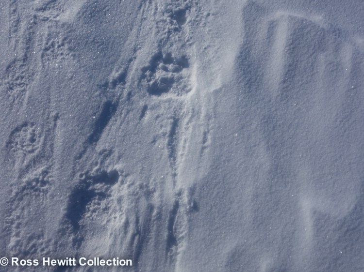 Baffin Berghaus Black Crows Ski Mounatineering Expedition-11