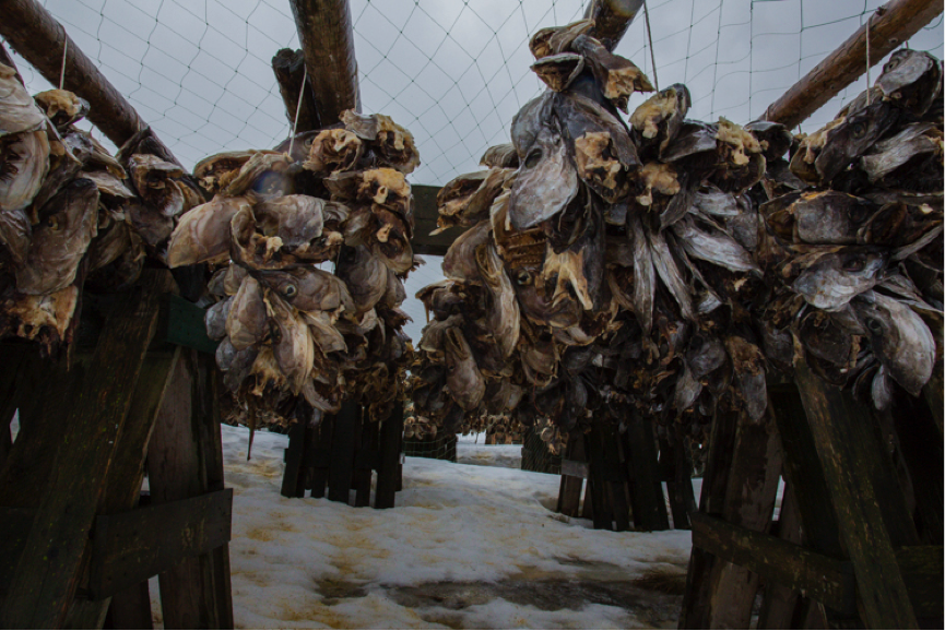 Lofoten 10 Cod run heads drying