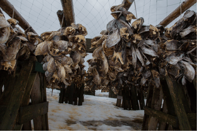 Lofoten 10 Cod run heads drying