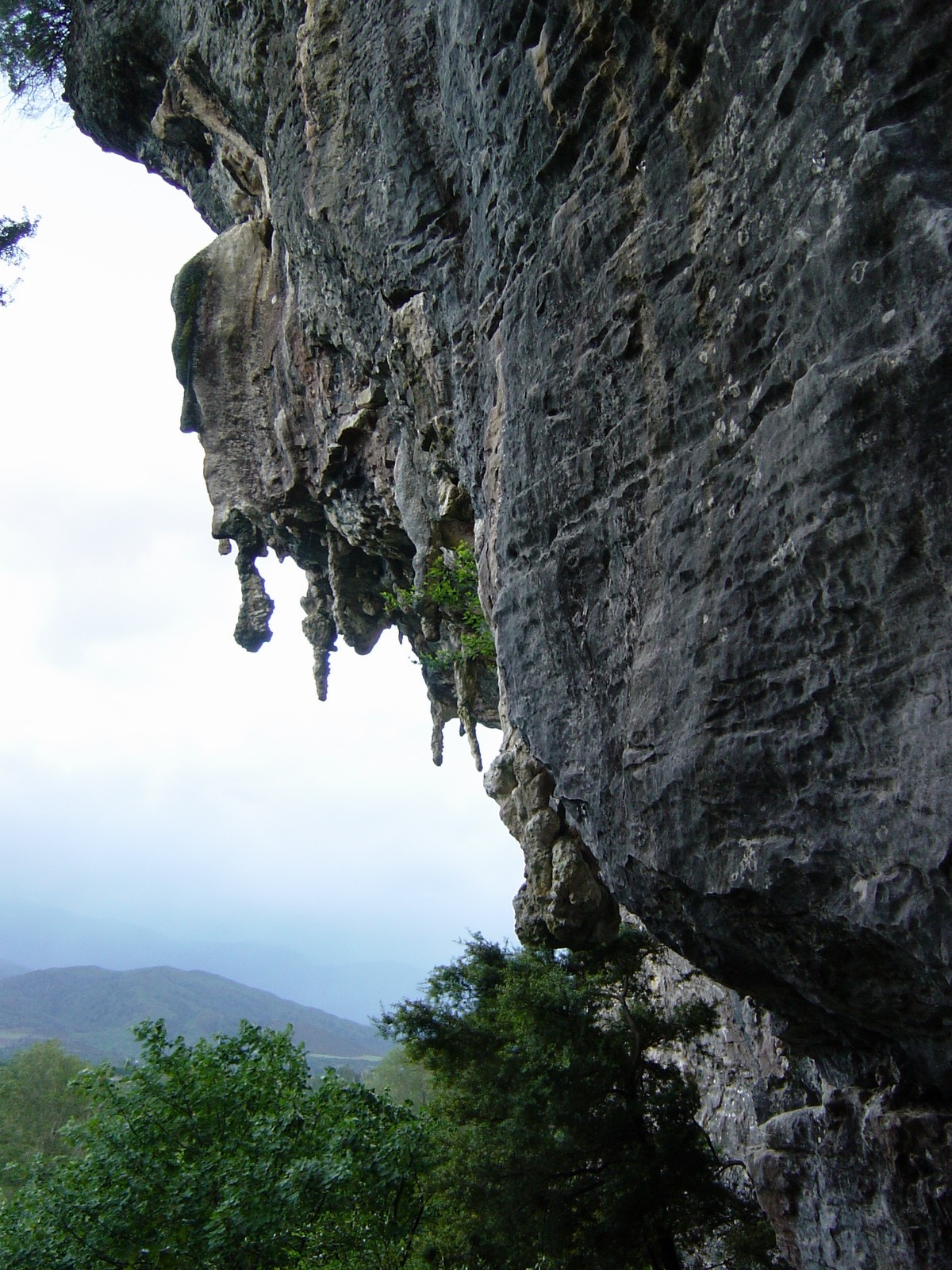 Fish Wall Paynes Ford