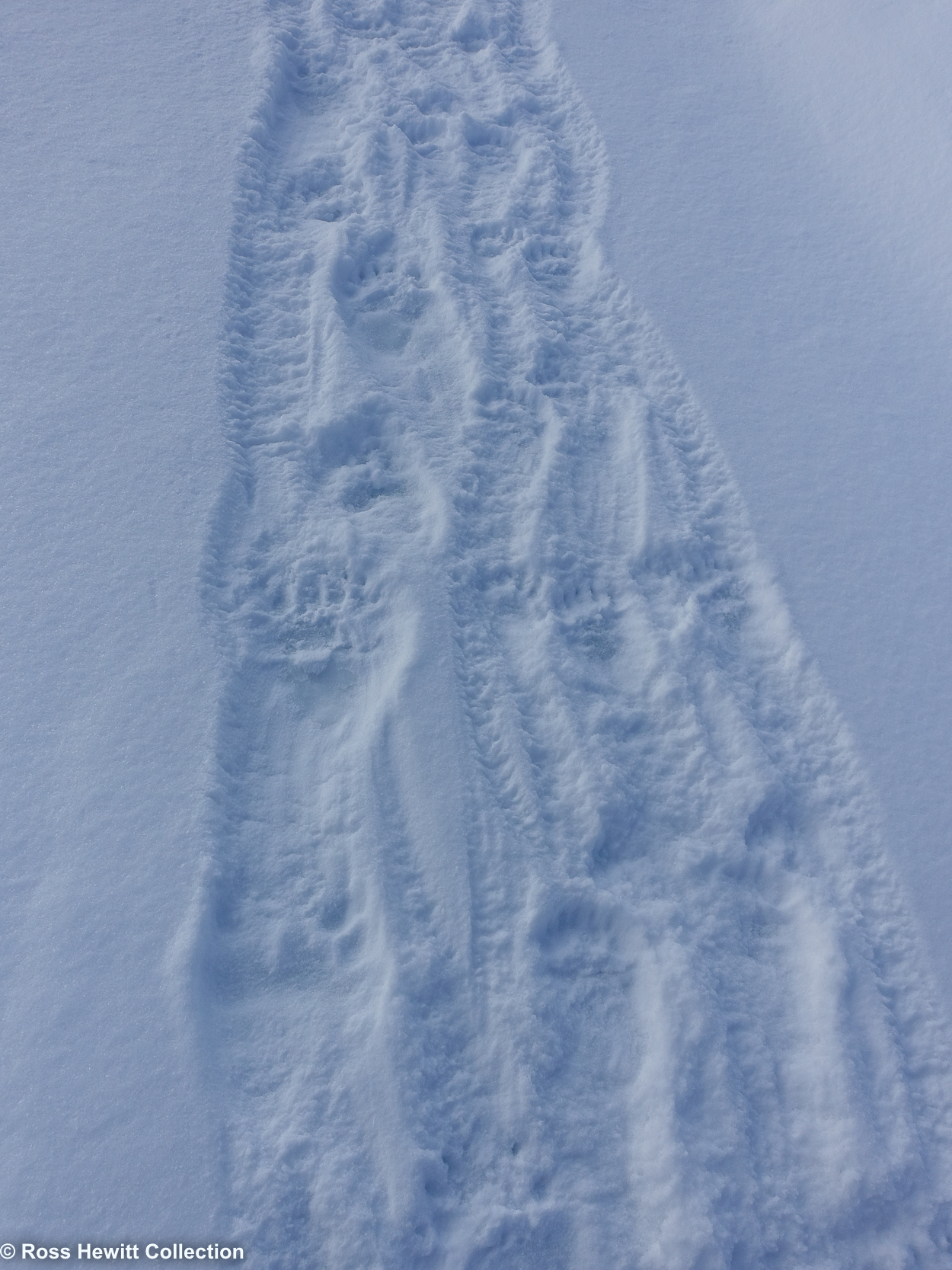 Ross Hewitt Baffin Island Ski Expedition