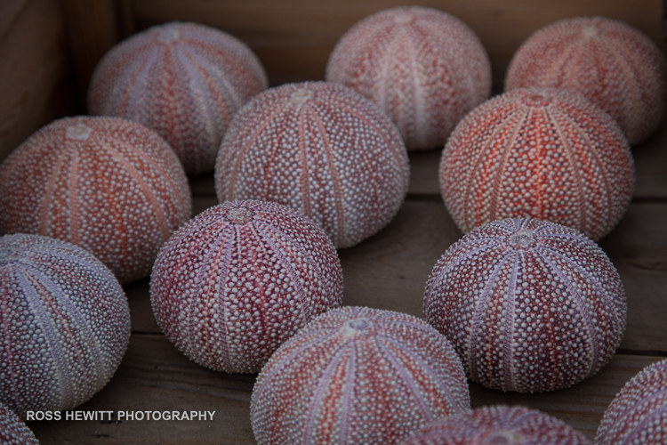 Lofoten Skiing Ross Hewitt Michelle Blaydon-125