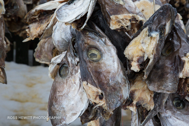 Lofoten Skiing Ross Hewitt Michelle Blaydon-113
